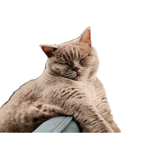 A British Shorthair Cat Sleeping On A Chair, Emanating Calm And Tranquility. 13270 - Cat PNG image with transparent background
